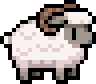 Black Nosed ram