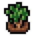 Faux thyme.png