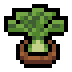 Faux fennel.png