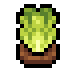 Faux tide lettuce.png